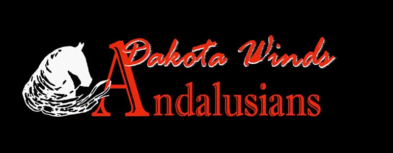 Dakota Winds Andalusains